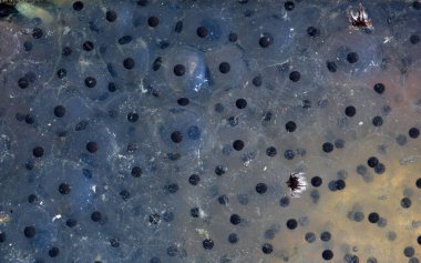 Avrupai kurbağa Rana temporaria 'nın kurbağa dölü. İlkbahar. Çiftleşme mevsimi.