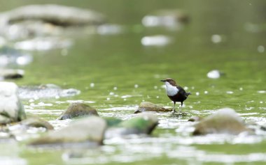 Cinclus cinclus namı diğer beyaz boğazlı ayı. Yaşam alanındaki taşın üzerine tünemiş nadir su kuşları. Çek Cumhuriyeti 'nin doğası.