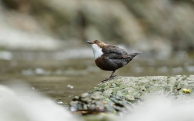 Cinclus cinclus namı diğer beyaz boğazlı ayı nehirdeki taşın üzerine tünemiş. Doğal ortamında Çek Cumhuriyeti 'nden nadir su kuşları.