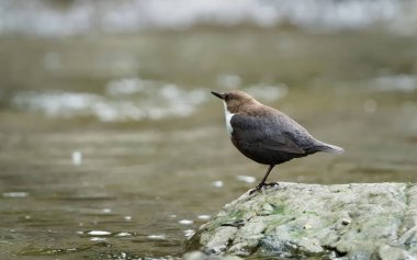 Cinclus cinclus namı diğer beyaz boğazlı ayı nehirdeki taşın üzerine tünemiş. Doğal ortamında Çek Cumhuriyeti 'nden nadir su kuşları.