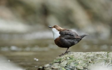 Cinclus cinclus namı diğer beyaz boğazlı ayı nehirdeki taşın üzerine tünemiş. Doğal ortamında Çek Cumhuriyeti 'nden nadir su kuşları.