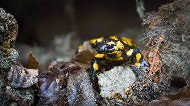 Hoş renkli amfibi semenderi Semendra namı diğer, bahar zamanı çamurun içindeki ateş semenderi. Çek Cumhuriyeti 'nin doğası.