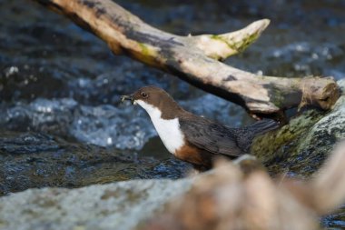 Cinclus cinclus namı diğer beyaz boğazlı ayı gagasında solucanlarla nehirdeki taşın üzerine tünemiş. Doğal ortamında Çek Cumhuriyeti 'nden nadir su kuşları.