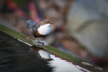 Cinclus cinclus namı diğer beyaz boğazlı ayı. Yaşam alanında su yüzeyinde yansıması olan nadir su kuşları. Çek Cumhuriyeti 'nin doğası.