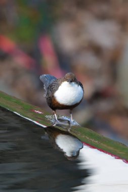 Cinclus cinclus namı diğer beyaz boğazlı ayı. Yaşam alanında su yüzeyinde yansıması olan nadir su kuşları. Çek Cumhuriyeti 'nin doğası.