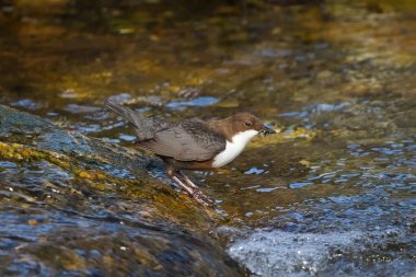 Cinclus cinclus namı diğer beyaz boğazlı ayı gagasında solucanlarla nehirdeki taşın üzerine tünemiş. Doğal ortamında Çek Cumhuriyeti 'nden nadir su kuşları.