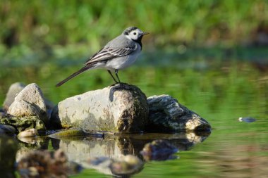 Motacilla alba nam-ı diğer Beyaz Kuyruk taş plaja tünemiş. Çek Cumhuriyeti 'nde yaygın bir kuş.