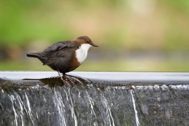 Cinclus cinclus namı diğer beyaz boğazlı ayı. Yaşam alanında nadir bulunan bir su kuşu. Çek Cumhuriyeti 'nin doğası. Açık bulanık arkaplanda izole edilmiş.