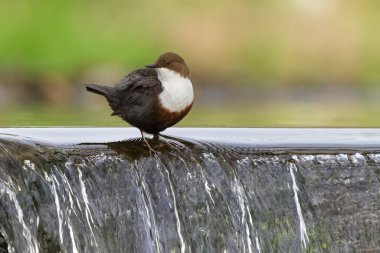 Cinclus cinclus namı diğer beyaz boğazlı ayı. Yaşam alanında nadir bulunan bir su kuşu. Çek Cumhuriyeti 'nin doğası. Açık bulanık arkaplanda izole edilmiş.