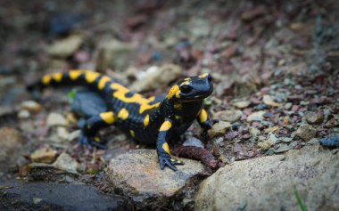 Hoş renkli amfibi semenderi Semendra namı diğer, bahar zamanı çamurun içindeki ateş semenderi. Çek Cumhuriyeti 'nin doğası.