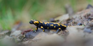 Hoş renkli amfibi semenderi Semendra namı diğer, bahar zamanı çamurun içindeki ateş semenderi. Çek Cumhuriyeti 'nin doğası.