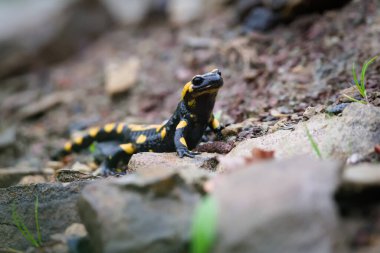 Hoş renkli amfibi semenderi Semendra namı diğer, bahar zamanı çamurun içindeki ateş semenderi. Çek Cumhuriyeti 'nin doğası.