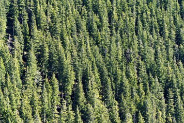 Spruce Ormanı manzarası. Doğal arka plan fotoğrafçılığı. Çek Cumhuriyeti 'nin derin ormanları.