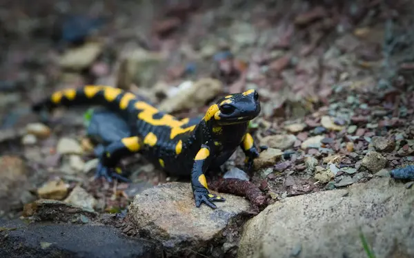 Hoş renkli amfibi semenderi Semendra namı diğer, bahar zamanı çamurun içindeki ateş semenderi. Çek Cumhuriyeti 'nin doğası.