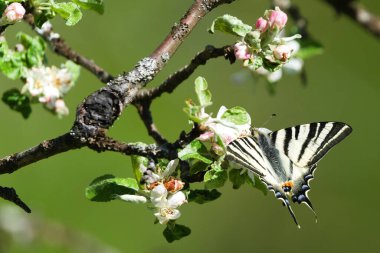 Iphiclides podalirius L. Namı diğer Kırlangıç. Çek Cumhuriyeti 'nde nadir görülen kelebek baharda çiçek açan elma ağacına tünedi..
