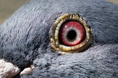 Columba Livia domestica namı diğer evcil güvercin. Ayrıca posta güvercini ya da posta güvercini ya da kurye de denir. Kırmızı göz ayrıntıları. 