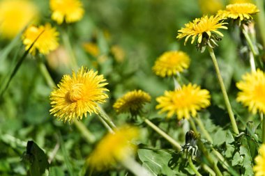 Sahadaki çimlerin üzerinde büyüyen sarı karahindiba çiçeği. Taraxacum officinale namı diğer sıradan karahindiba. Bitkisel bitki.