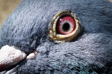 Columba Livia domestica namı diğer evcil güvercin. Ayrıca posta güvercini ya da posta güvercini ya da kurye de denir. Kırmızı göz ayrıntıları. 