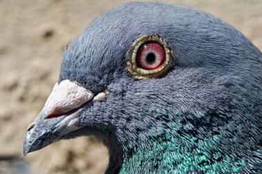 Columba Livia domestica namı diğer evcil güvercin. Ayrıca posta güvercini ya da posta güvercini ya da kurye de denir. Yakın plan kafa portresi.