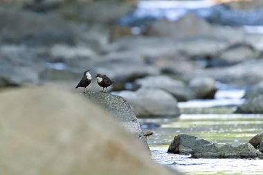 Bir çift Cinclus cinclus nam-ı diğer çiftleşmeden sonra beyaz boğazlı dipper. Taşın üzerine tünemiş nadir su kuşu. Çek Cumhuriyeti 'nin doğası.