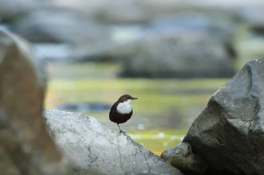 Cinclus cinclus namı diğer beyaz boğazlı ayı. Tek bacaklı taşın üzerine tünemiş nadir su kuşu. Çek Cumhuriyeti 'nin doğası.