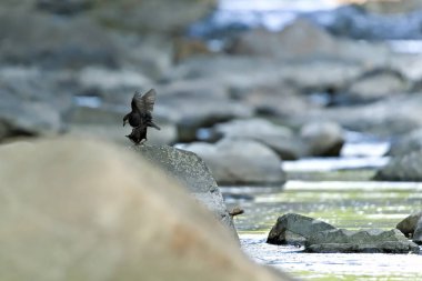 Birkaç Cinclus cinclus, nam-ı diğer beyaz boğazlı bebek çiftleşmesi. Taşın üzerine tünemiş nadir su kuşu. Çek Cumhuriyeti 'nin doğası.