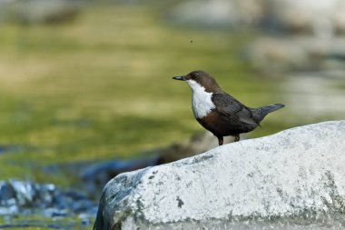 Cinclus cinclus namı diğer beyaz boğazlı ayı. Yaşam alanındaki taşın üzerine tünemiş nadir su kuşları. Çek Cumhuriyeti 'nin doğası.