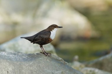 Cinclus cinclus namı diğer beyaz boğazlı ayı. Yaşam alanındaki taşın üzerine tünemiş nadir su kuşları. Çek Cumhuriyeti 'nin doğası.