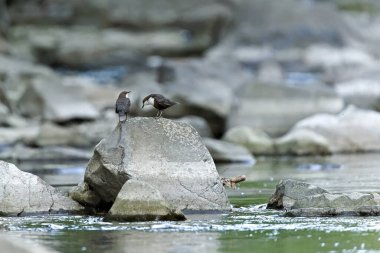 Bir çift Cinclus cinclus nam-ı diğer çiftleşmeden sonra beyaz boğazlı dipper. Taşın üzerine tünemiş nadir su kuşu. Çek Cumhuriyeti 'nin doğası.