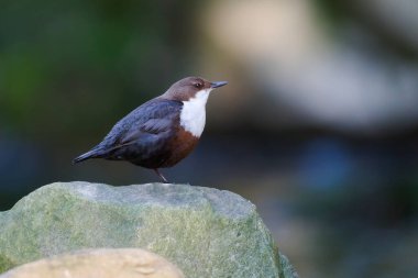 Cinclus cinclus namı diğer beyaz boğazlı ayı. Tek bacaklı taşın üzerine tünemiş nadir su kuşu. Çek Cumhuriyeti 'nin doğası.