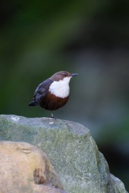 Cinclus cinclus namı diğer beyaz boğazlı ayı. Tek bacaklı taşın üzerine tünemiş nadir su kuşu. Çek Cumhuriyeti 'nin doğası.
