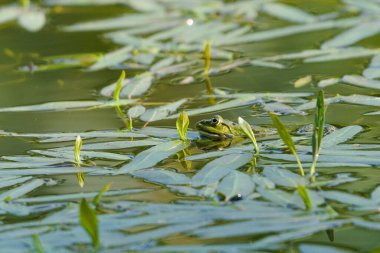 Pelophylax ridibundus nam-ı diğer Avrupa bataklık kurbağası gölün yüzeyindeki su bitkilerinin içine gizlenmiş.. 