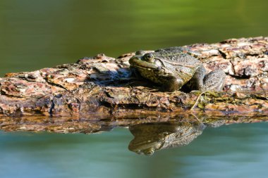 Pelophylax ridibundus diğer adıyla Avrupa bataklık kurbağası ve su yüzeyindeki yansıma. Renkli arkaplan.