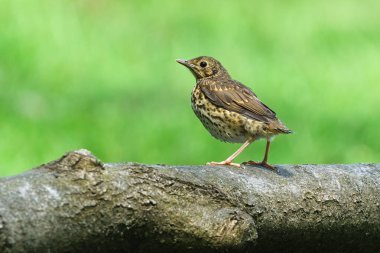 Song Ardıç kuşu diğer adıyla Turdus Philomelos genç bebek bulanık arka planda izole edildi. Çek Cumhuriyeti 'nde yaygın bir Avrupa kuşudur. Yakın plan portre.