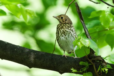 Song ardıç kuşu nam-ı diğer Turdus Philomelos ağaç dalına tünemiş küçük bir bebek. Çek Cumhuriyeti 'nde Avrupa' da yaygın kuş.