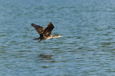 Uçan Phalacrocorax carbo namı diğer Büyük Karabatak. Çek Cumhuriyeti 'nde yaygın bir kuş.
