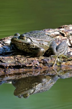 Pelophylax ridibundus diğer adıyla Avrupa bataklık kurbağası ve su yüzeyindeki yansıma. Renkli arkaplan.