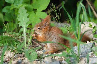 Sevimli küçük Sciurus vulgaris namı diğer Avrupa kırmızı sincabı yerde.. 