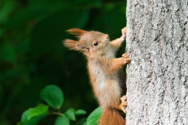 Şirin küçük Sciurus vulgaris namı diğer Avrupa kırmızı sincabı ağaçta. 
