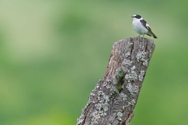 Ficedula albicollis namı diğer Yakalı Sinek Yakalı erkek ağaca tünemiş. Çek Cumhuriyeti 'nden nadir bir kuş.