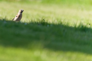 Coccothraustes coccothraustes namı diğer Hawfinch. İspinoz ailesinin gelip geçen kuşu yere tünedi..