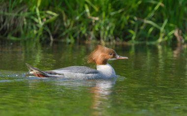 Mergus merganser namı diğer merganser veya Goosander. Çek Cumhuriyeti 'nden nehirdeki su kuşları.