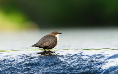 Cinclus cinclus namı diğer beyaz boğazlı ayı. Yaşam alanında nadir bulunan bir su kuşu. Çek Cumhuriyeti 'nin doğası. Açık bulanık arkaplanda izole edilmiş.