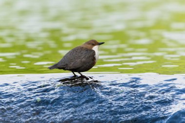 Cinclus cinclus namı diğer beyaz boğazlı ayı. Yaşam alanında nadir bulunan bir su kuşu. Çek Cumhuriyeti 'nin doğası. Açık bulanık arkaplanda izole edilmiş.