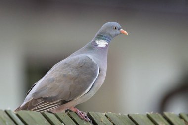 Yaygın kuş Columba palumbus namı diğer 