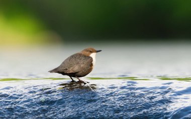 Cinclus cinclus namı diğer beyaz boğazlı ayı. Yaşam alanında nadir bulunan bir su kuşu. Çek Cumhuriyeti 'nin doğası. Açık bulanık arkaplanda izole edilmiş.