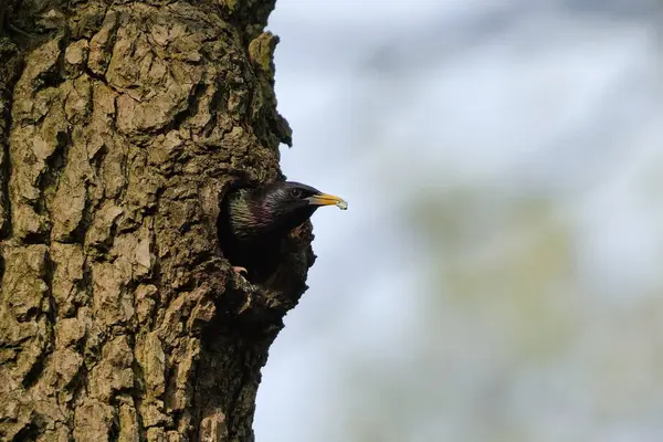 Sturnus vulgaris, nam-ı diğer Avrupa sığırcığı. Dışkı kesesi yuvadan alınıyor. Çek Cumhuriyeti 'nde yaygın bir kuş.