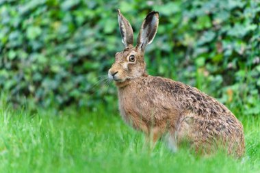 Avrupa Kahverengi Tavşanı nam-ı diğer Lepus Avrupaeus çimlerin üzerinde oturuyor. Hare kameraya bakıyor..