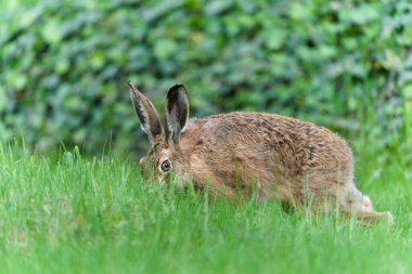 Avrupa Kahverengi Tavşanı nam-ı diğer Lepus Avrupaeus ot yiyor.