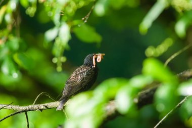 Sturnus vulgaris ya da gagasında kurtçuklar olan Avrupa sığırcığı. Bebekleri beslemek. Çek Cumhuriyeti 'nde yaygın bir kuş.